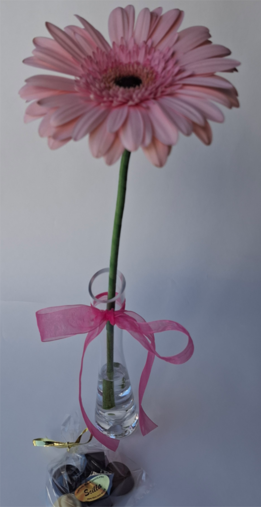 GERBERA in vase w bag choc-619-587